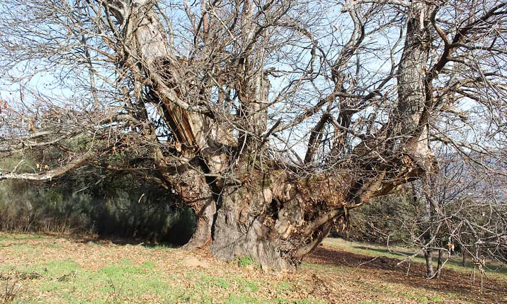 Castaño en la ruta columpio de corullón