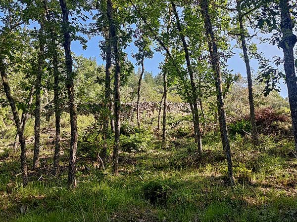 cortin entre la vegetación