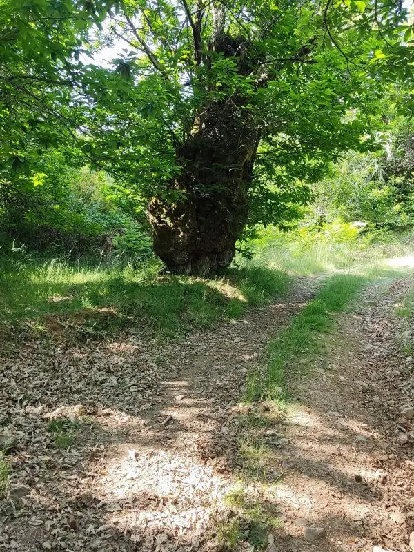 Pista que va al Pico Picón